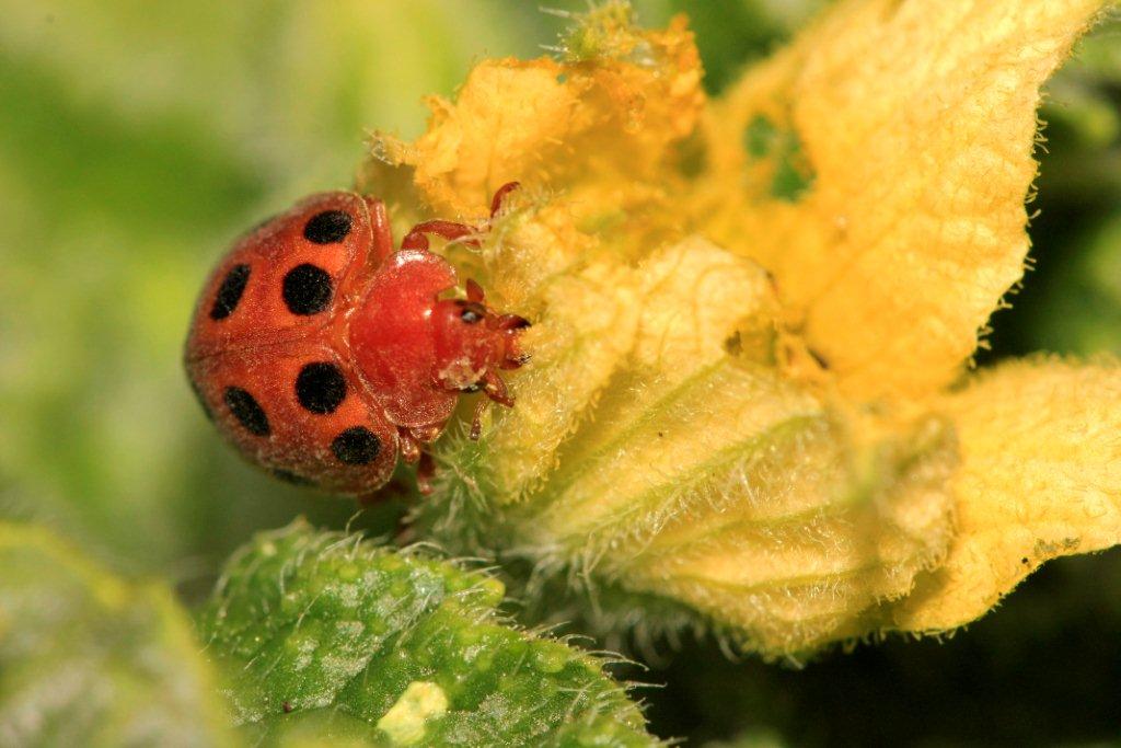 Strana coccinella